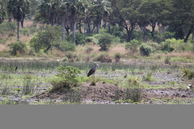 shoebill1