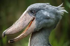 shoebill3